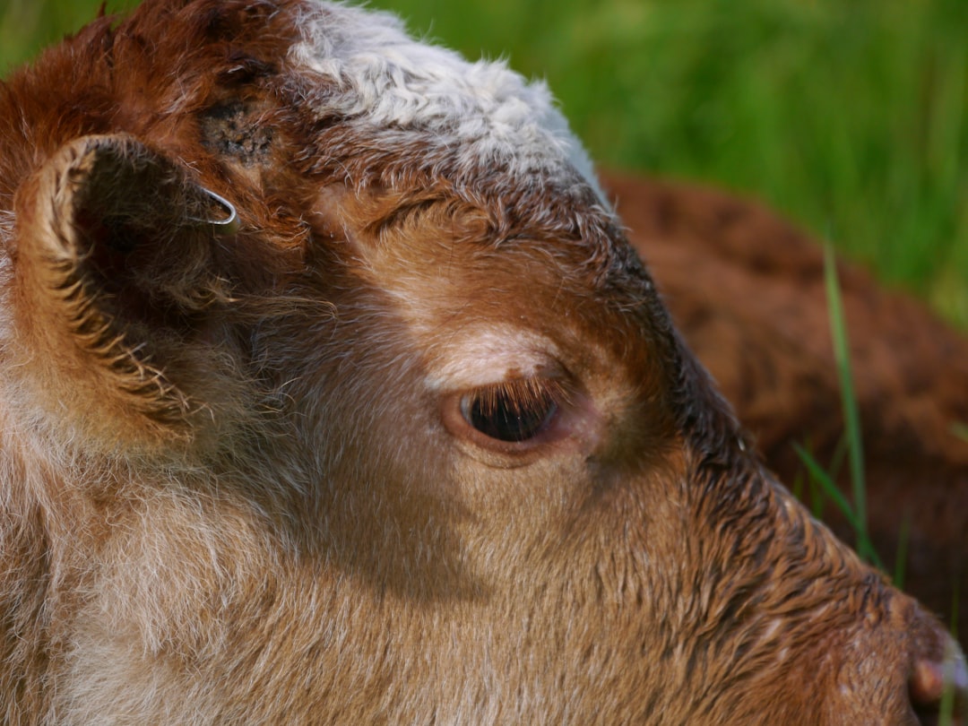 Adorable Mini Scottish Highland Cow: A Cuteness Overload